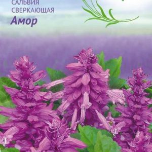 Сальвия Лавандовая Амор* 5 шт. серия Лавандовые грёзы