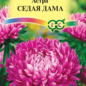 Астра Седая дама 0,3 г, пионовидная