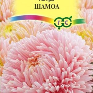 Астра Шамоа 0,3 г, пионовидная