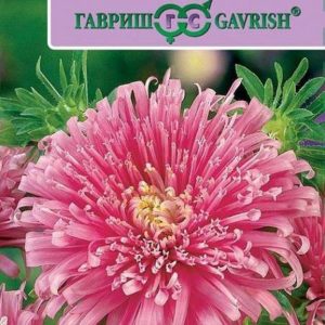 Астра Си Старлет светло-розовая* 0,1 г серия Эксклюзив Н11