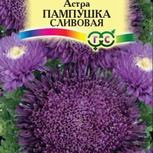 Астра Пампушка сливовая 0,3 г Н12