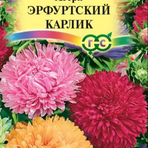 Астра Эрф. карлик, смесь 0,3 г