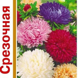 Астра Срезочная, крупноцветковая смесь 0,6 г серия 1+1 Н14