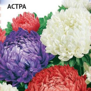 Астра, смесь серия Триколор 0,3 г Н17