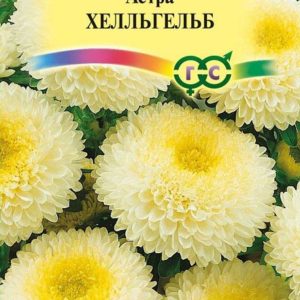 Астра Хелльгельб 0,3 г, помпонная св-желтая
