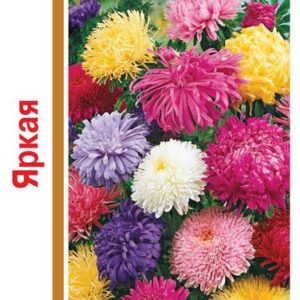 Астра Яркая смесь 0,6 г серия 1+1 Н14