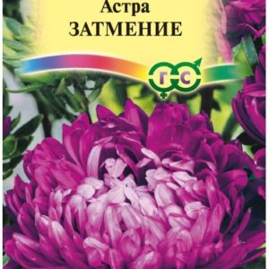 Астра Затмение 0,3 г, пионовидная фиолетовая