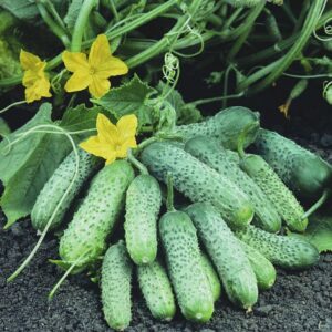 Пасамонте F1