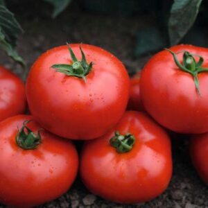 Вольверин F1