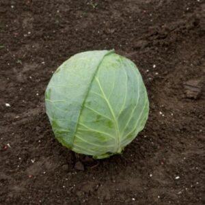 пруктор цемес