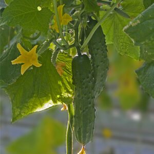 ДОМИНАТОР F1