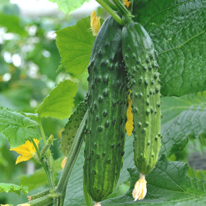 РЕФОРМАТОР F1