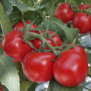 РЕД РИВЕР F1