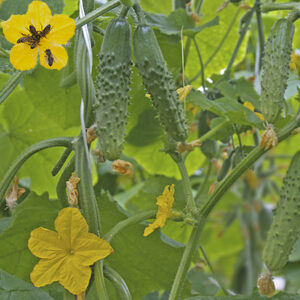 ПРОВАКАТОР F1