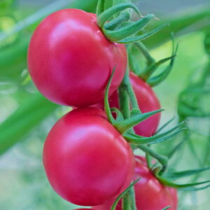 ПИНКЕРТОН F1