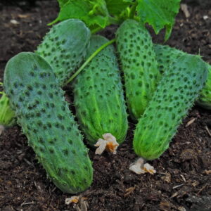 ПЛАНТАТОР F1