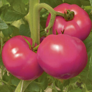 ПЕРСПЕКТИВА F1