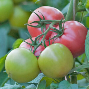 ПИНК БОЛЛ F1