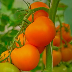 БРИТАНИКА F1