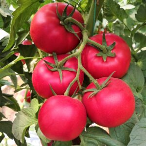 МУЛЬТИСТАР F1