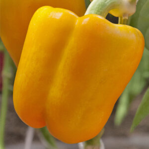 ФАНТАСТИКА F1