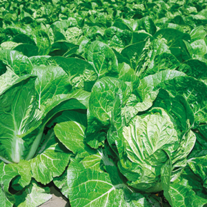 МЕГАПОЛИС  F1