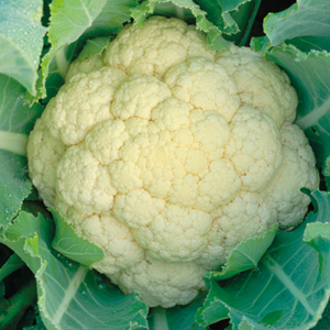 КОНСТАНТА F1