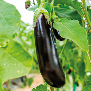 ГАЛАКТИКА F1